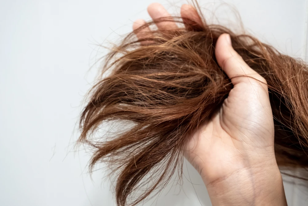 Close-up of split ends showing the need for hair repair.